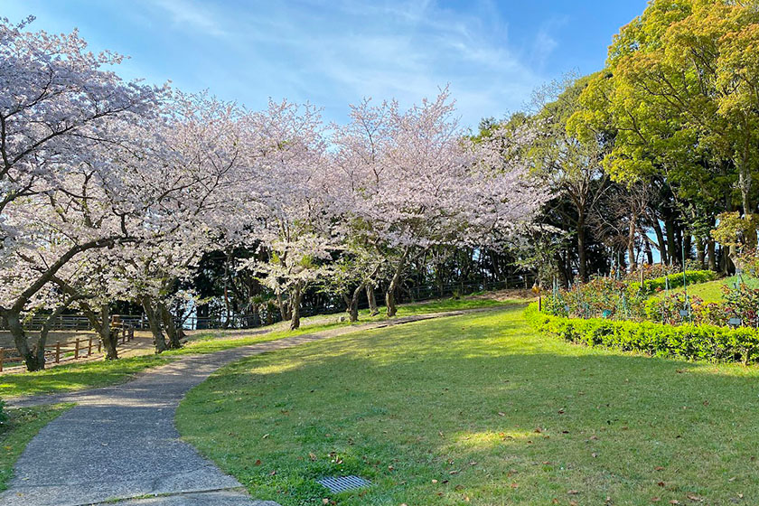 TAOYA西海橋の桜物語～春の息吹とともに咲く美しき景色